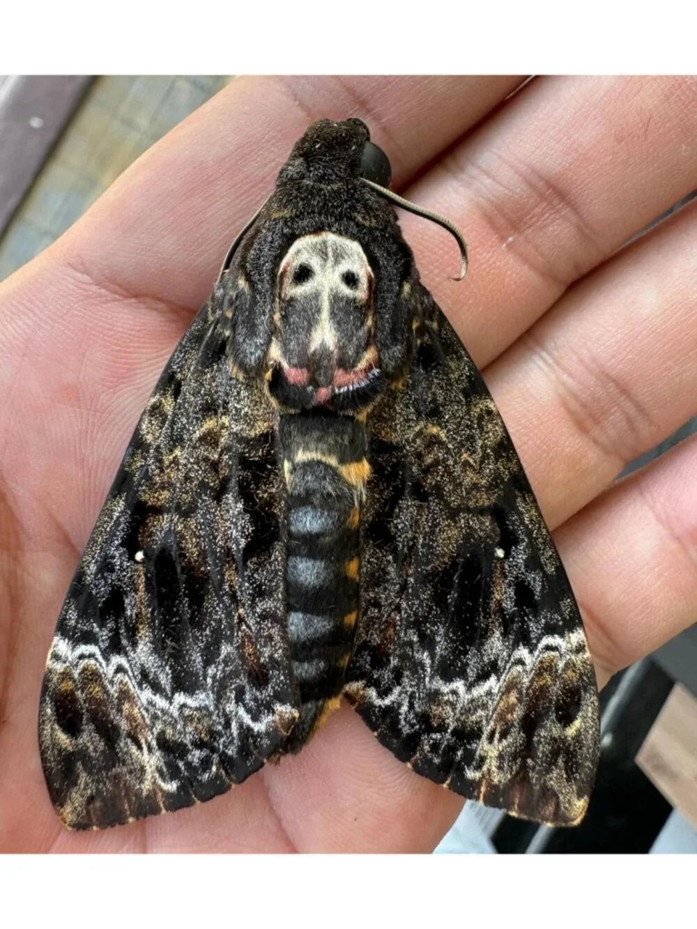 Gothic White Skull Death Head Moth 7
